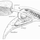 Illustration for article titled This Is What a Dolphins Vagina Looks Like